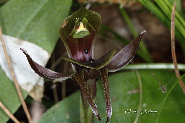 Chiloglottis valida