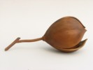 Kohuhu sead pod by Robbie Graham