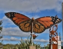 Kinetic monarch Butterfly by Robbie and Sue Graham